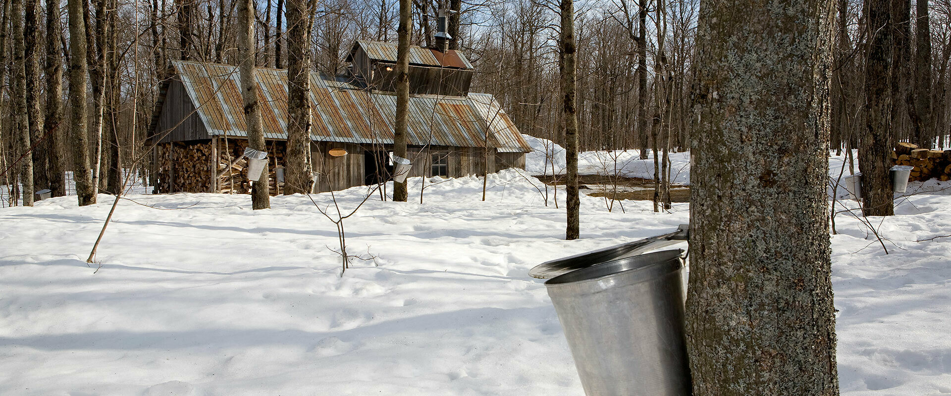 Maple Syrup5